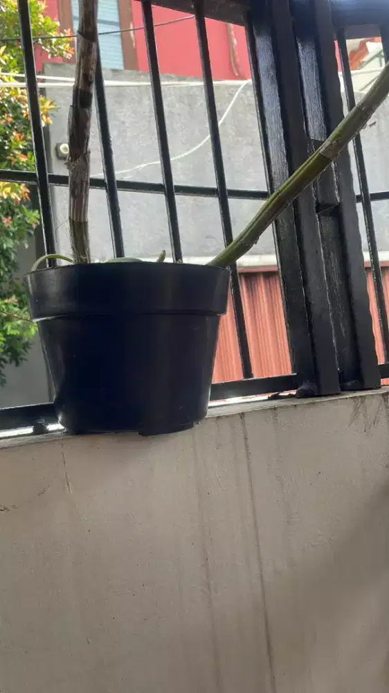 Cari art berpengalaman niat kerja