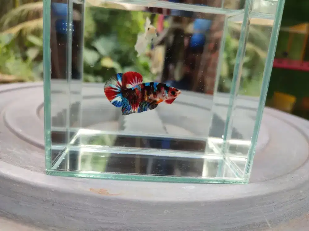 Ikam cupang plakat black koi