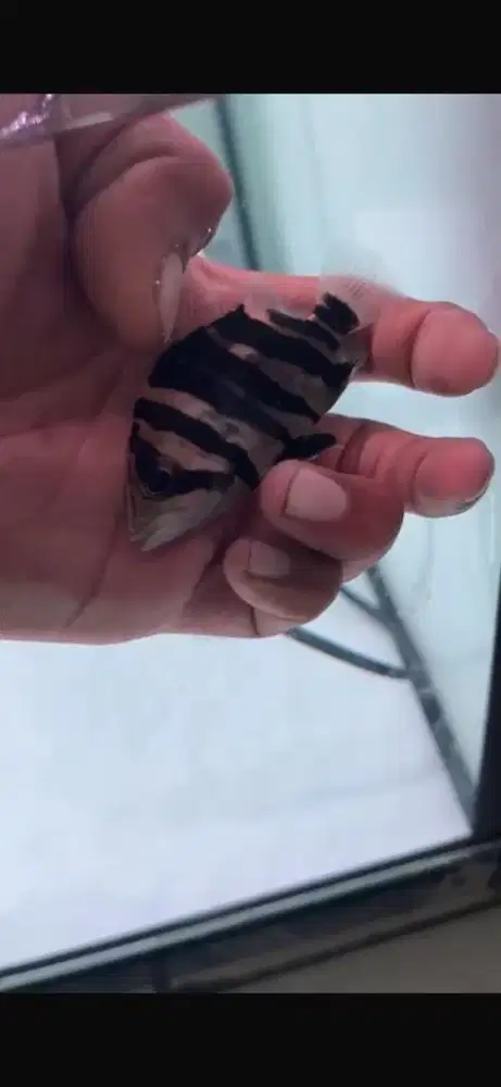 DIJUAL CEPAT DATZ 8 CM BAR TEBEL PARAH CB CN