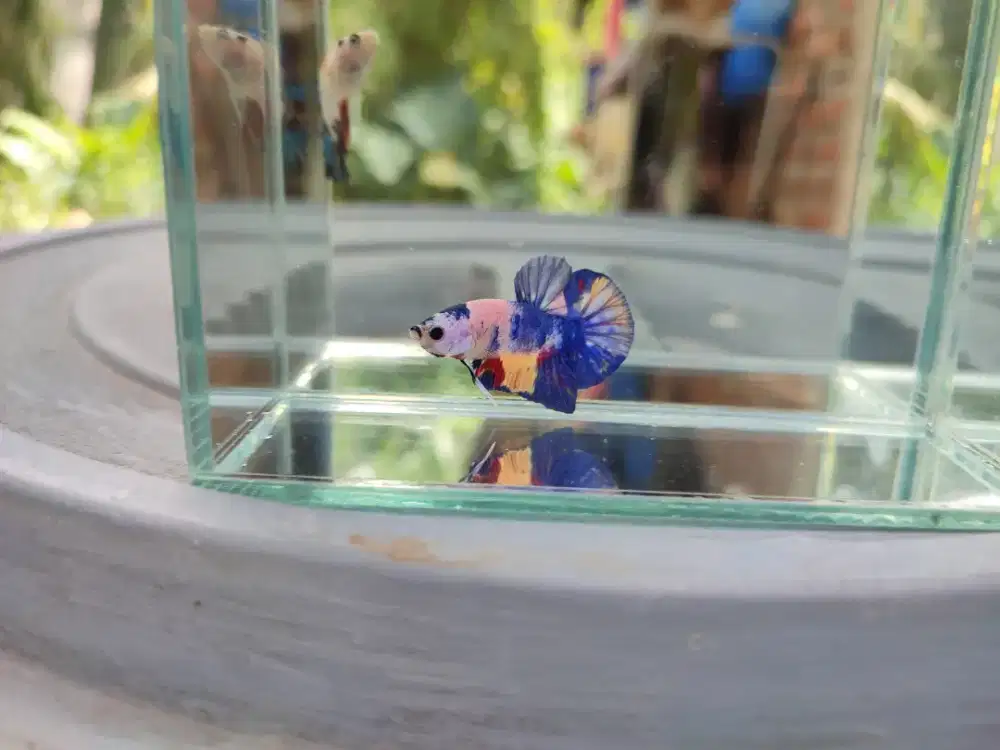 Ikan cupang pk fancy