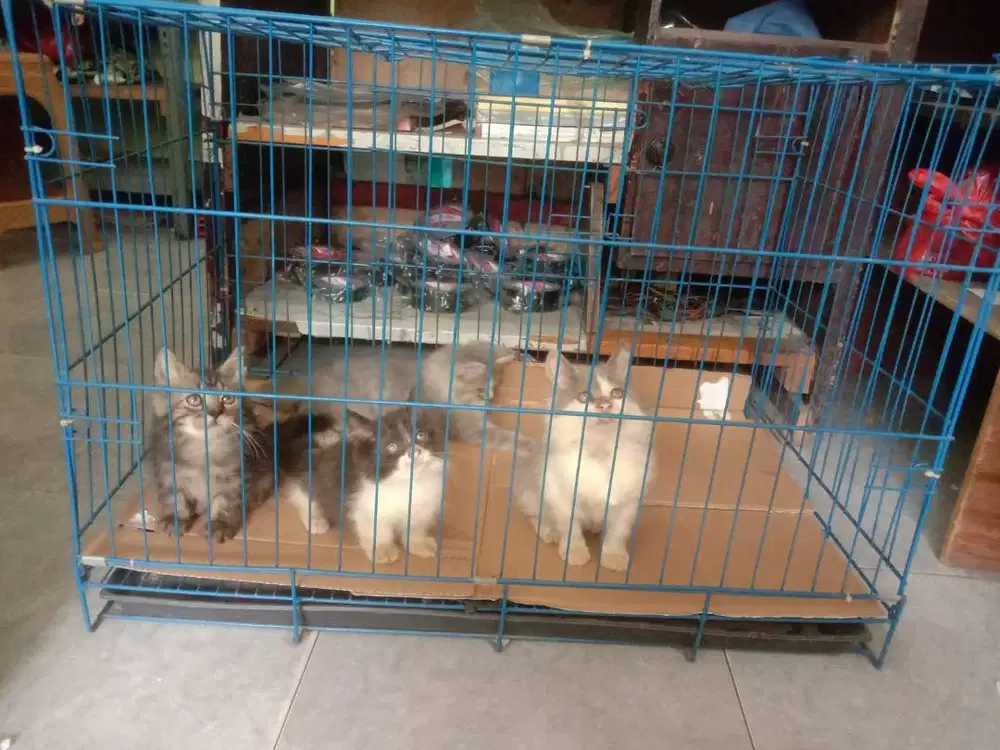 Kucing Kitten Munchkin