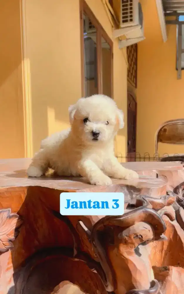 BICHON FRISE STAMBUM VAKSIN OBC