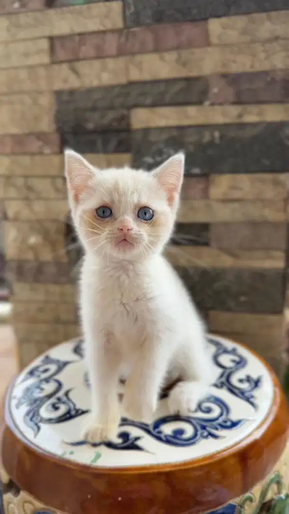 Kucing British Scotish Straigh Betina