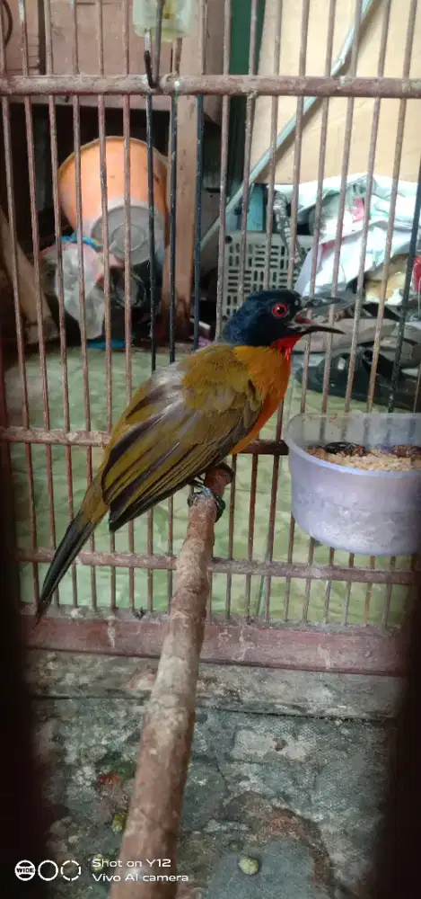 jual burung kutilang mas mata merah jantan bunyi udh makan pur total