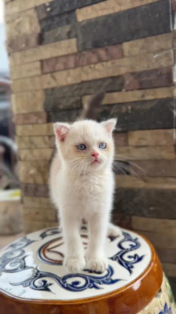 Kucing British Scotish Fold