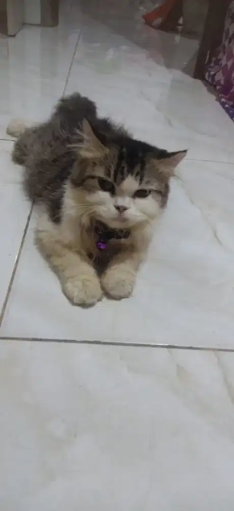 Dijual kucing indukan dan anakan anabul Persia