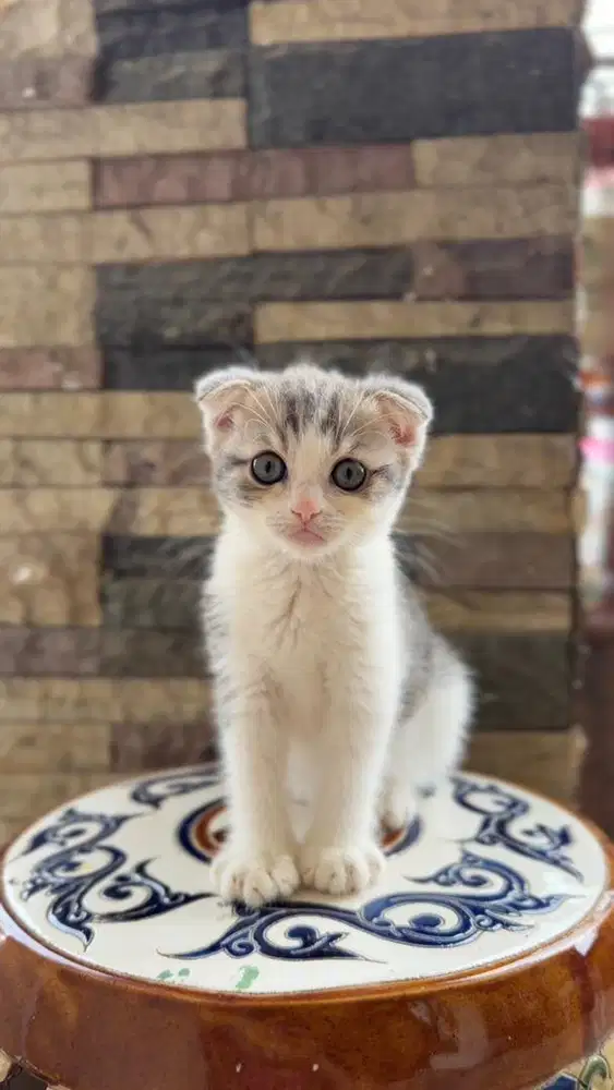 Kucing British Scotish Fold Calico