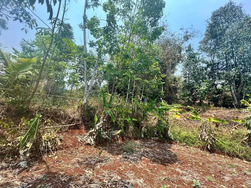 Tanah luas murah di pinggir jalan dekat wisata coconut garden