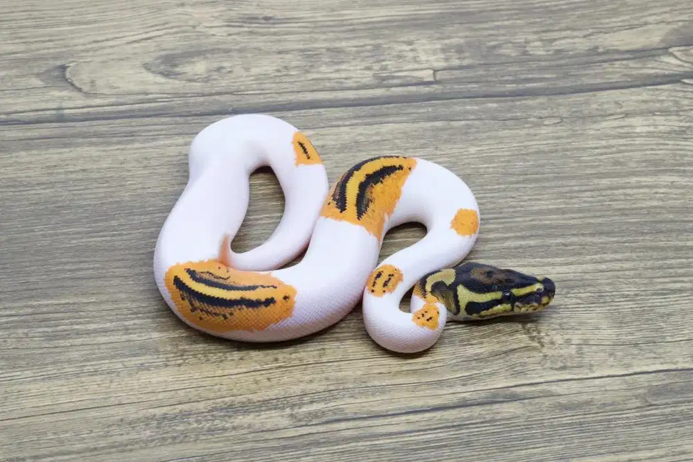 Ballpython orange dream yellow belly pied