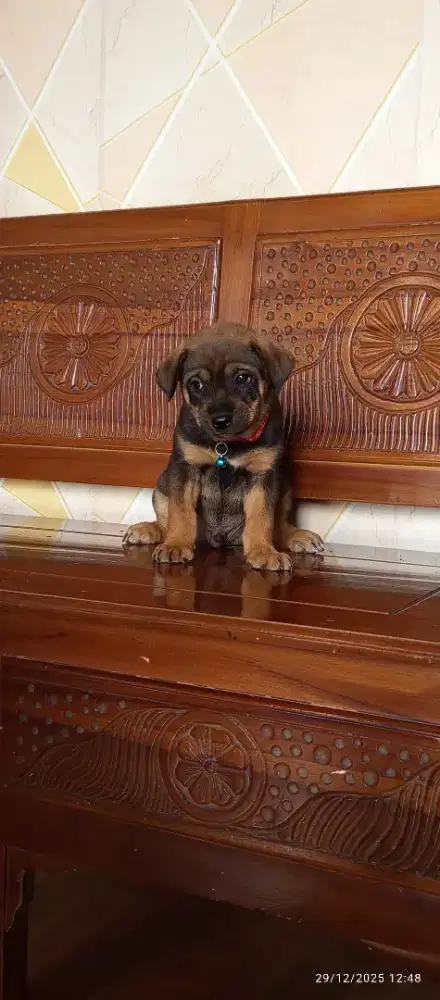 Anak anjing lucu menggemaskan