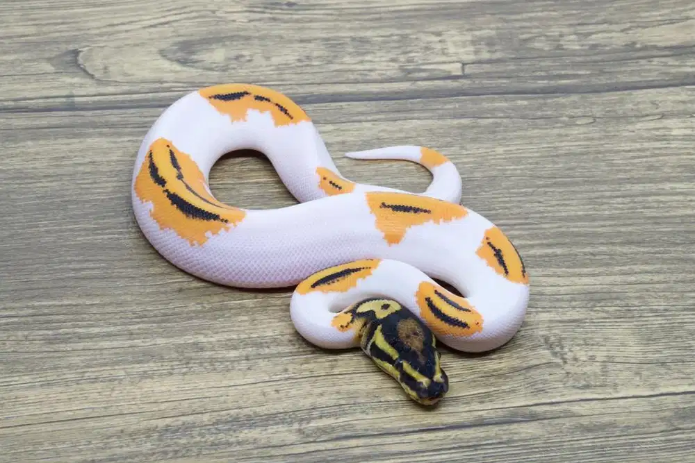 Ballpython super orange dream yellow belly pied