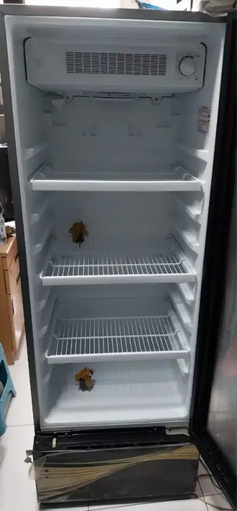 Showcase polytron glazell