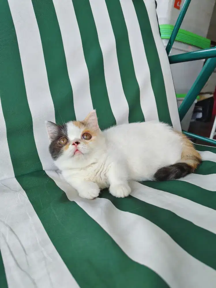 Munchkin BSH Gaelic Calico Cebol Minuet Kitten Betina