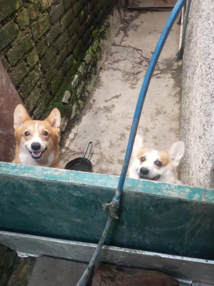 Sepasang corgi jntan 2taun betina 1,5 taun