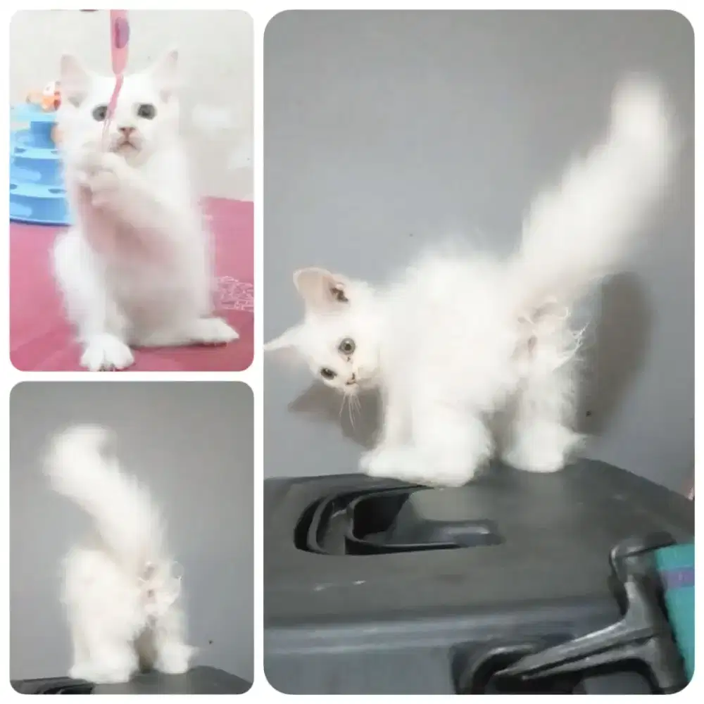 Kitte jantan 2,5 bln