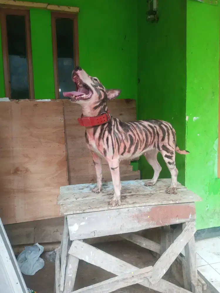 Induk terpit (terrier mix Pitbull)