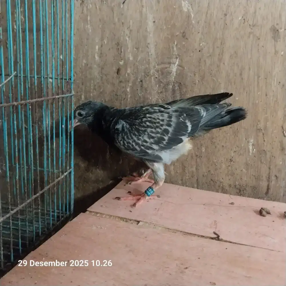 Dijual anakan merpati pos dara bkn kandang lahore jacobin kipas
