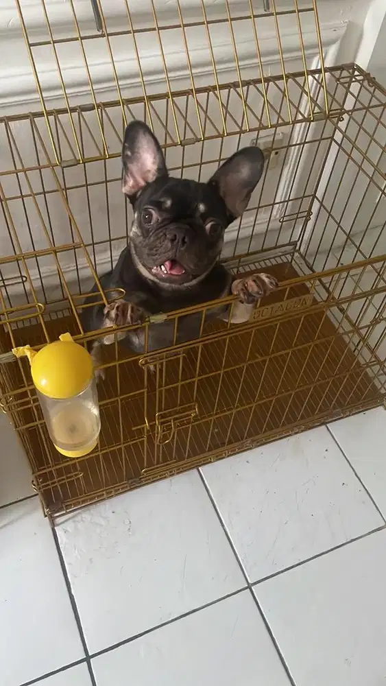 micro french bulldog baru kawin