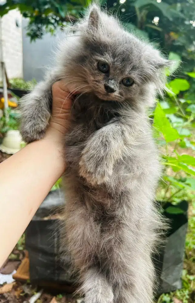 Kitten Persia 3 Bulan