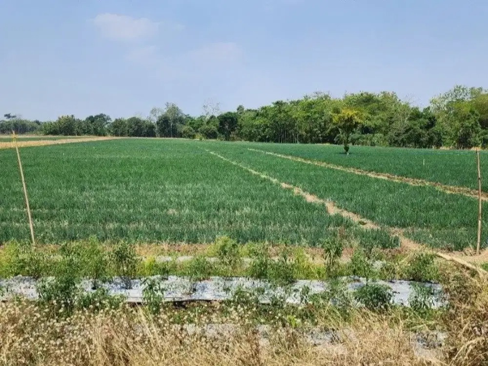 Termurah! Tanah Luas di Daerah Kertajati Majalengka