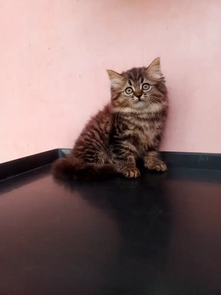 Kucing Persia medium