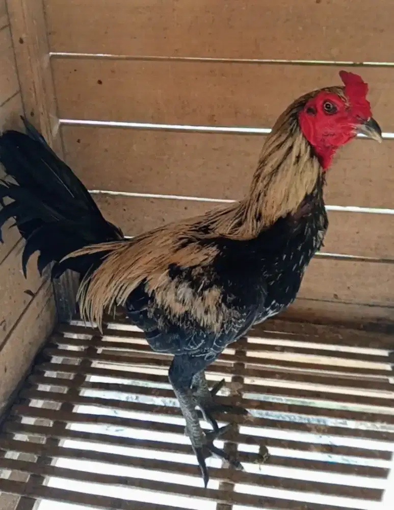 Ayam bangkok silang tomat junior