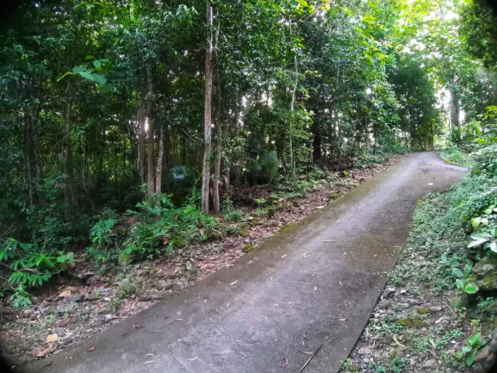 Tanah murah sedayu bagian selatan
