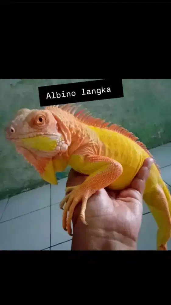 Iguana Albino Istimewa