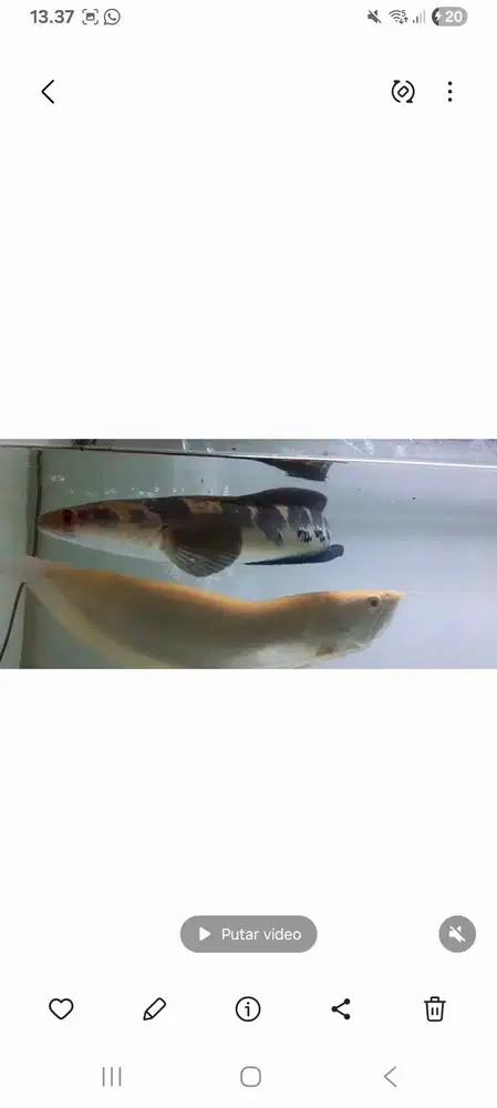 Arwana Silver Albino Unik