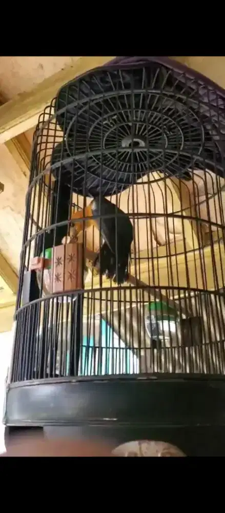 Anis merah teler, buka ekor