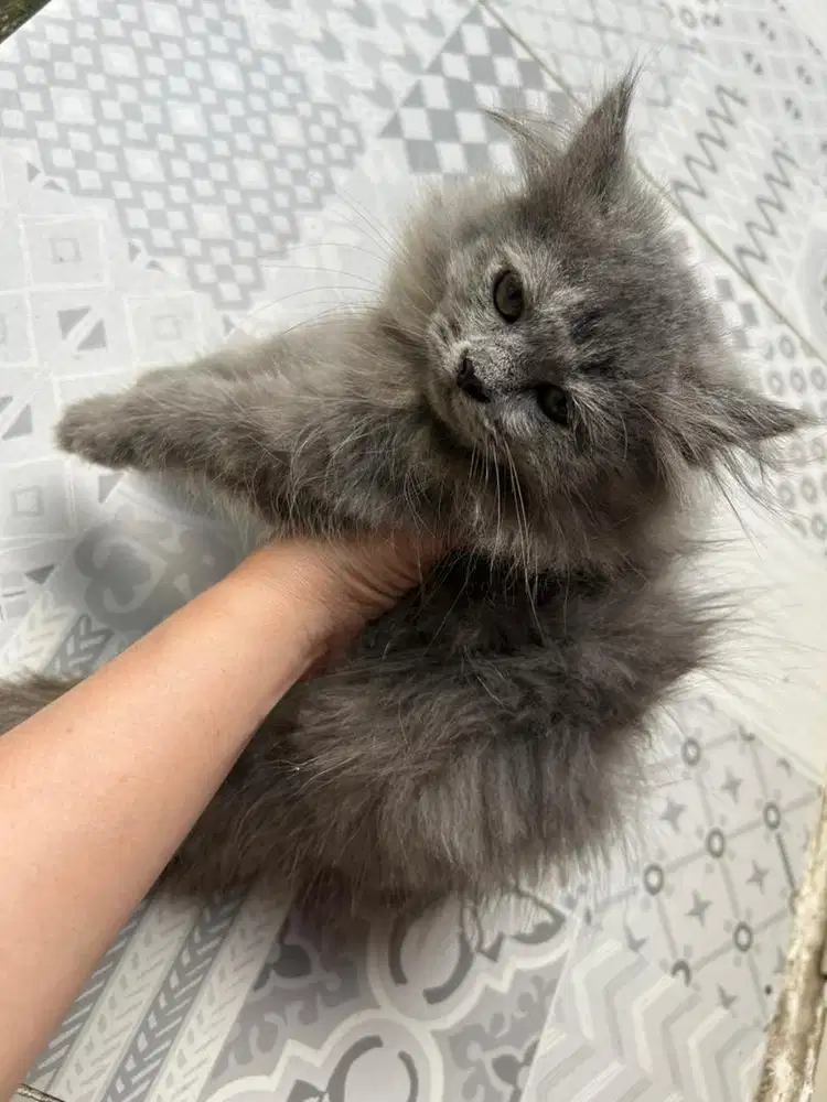 Kucing kitten persia