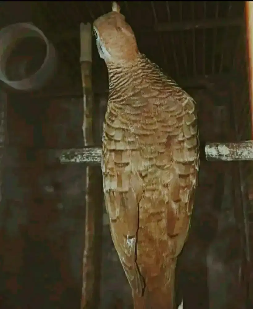 Perkutut borongan 5 ekor katurangga