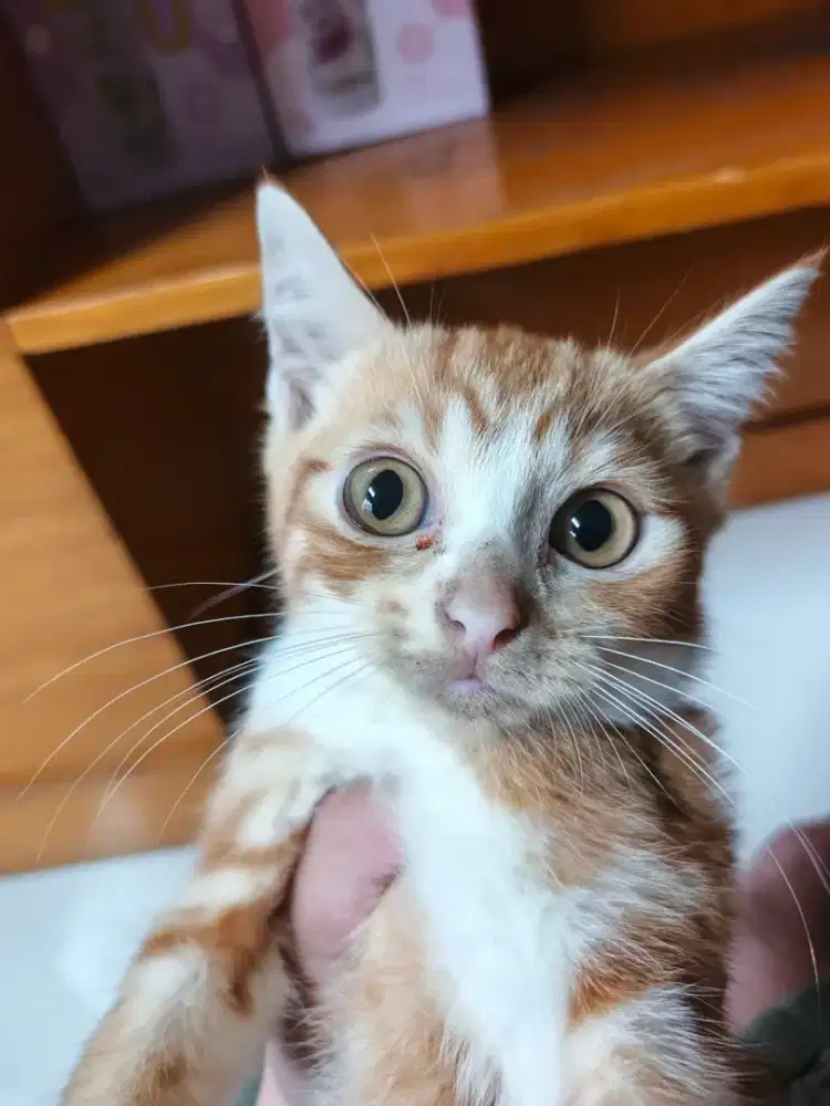 Kucing imoet orange British shorthair