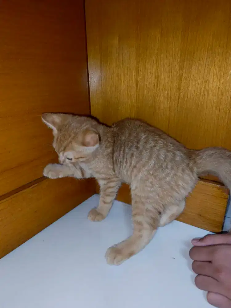 Kucing imoet British shorthair