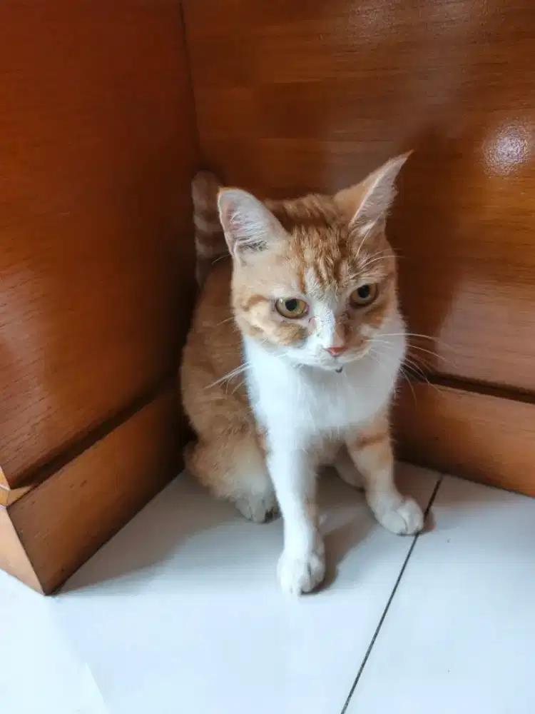 Kucing British shorthair