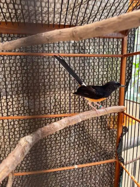 burung murai medan pastol bodi mulus