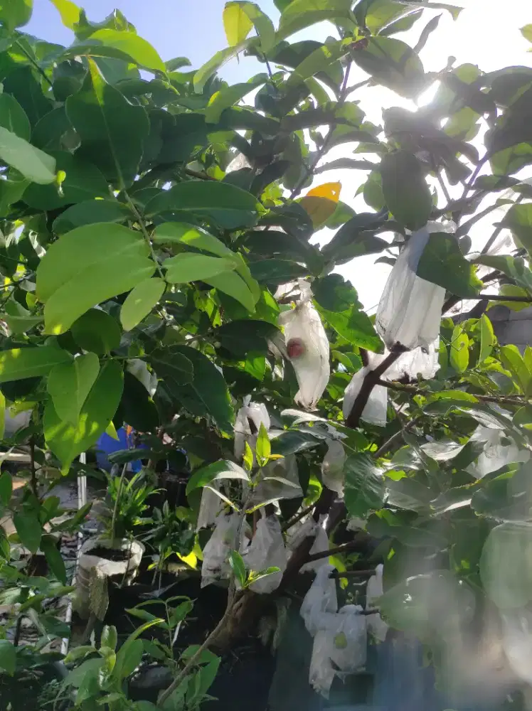 Jambu air taiwan super jumbo barby sugar indukan monster berbuah lebat