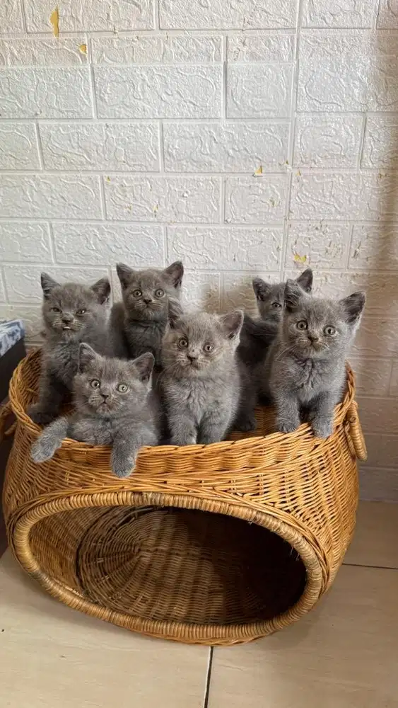 Kucing BSH British Shorthair PED