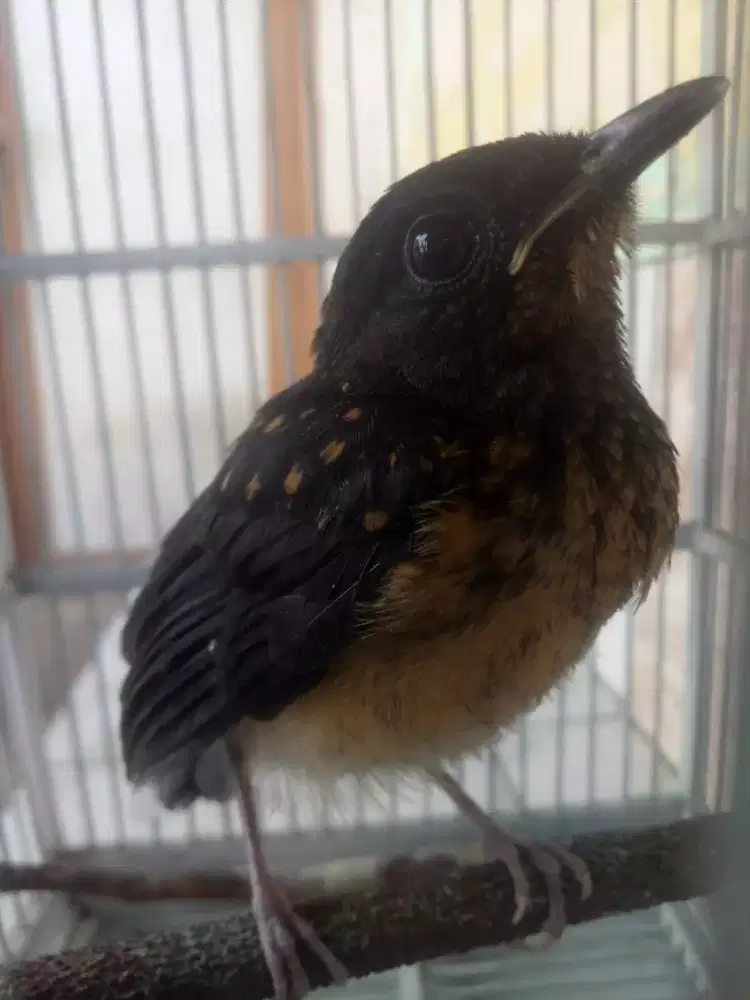 Murai batu trotol Bahorok