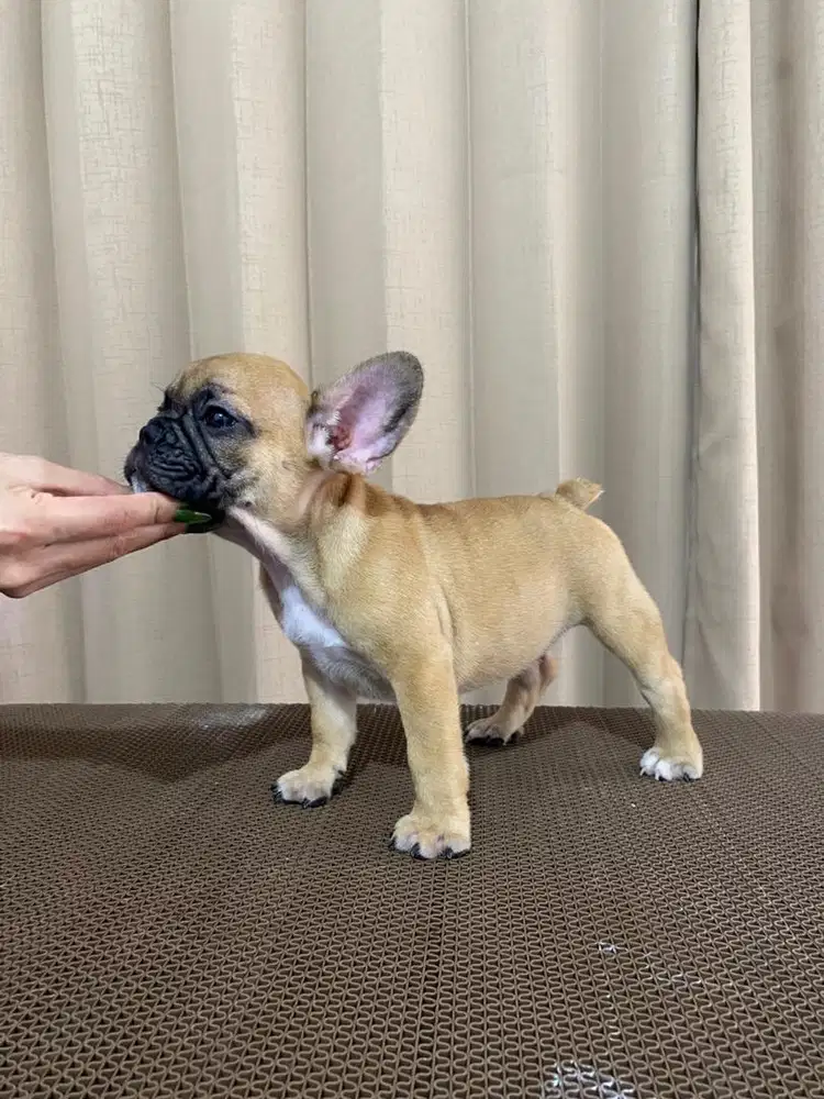 French bulldog puppy