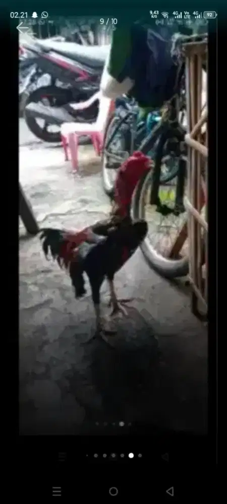 Ayam Birma telor biru