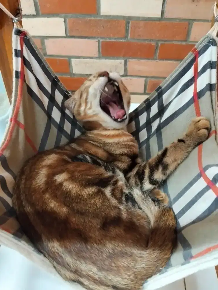 Scottish fold jantan marble