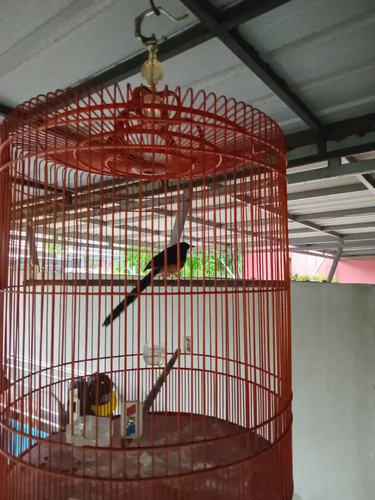 Burung muray batu dengan kandang (jantan)