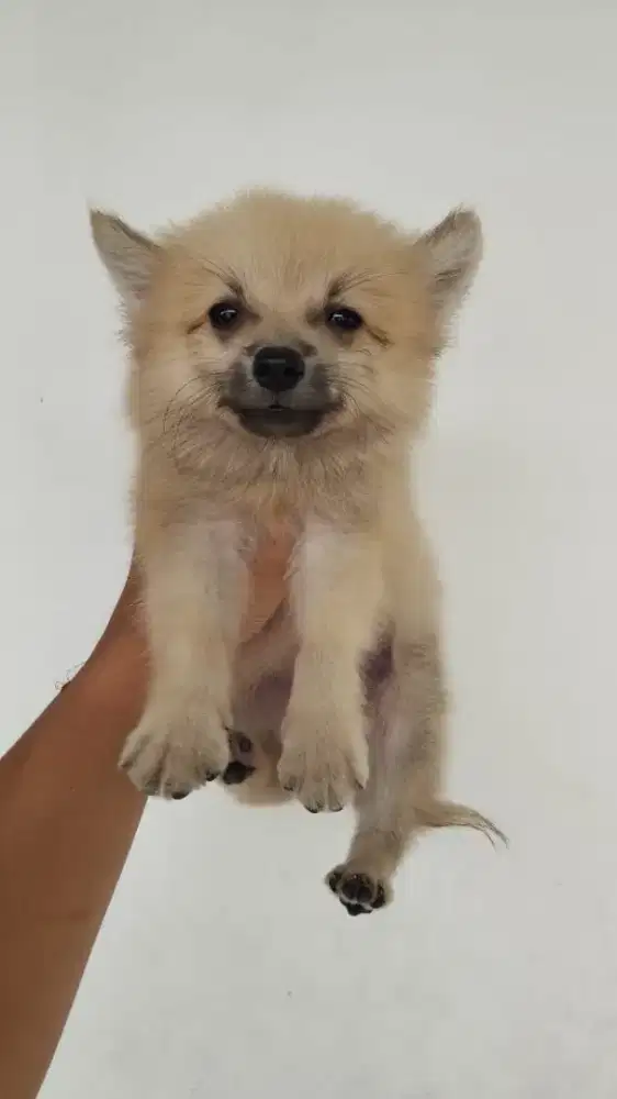 Minipom nonstambum