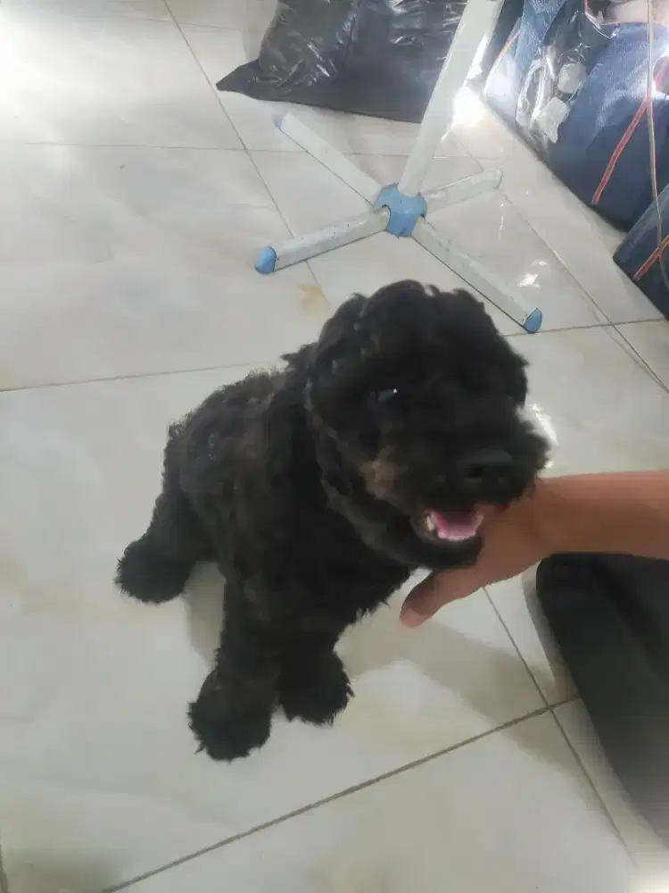 Poodle Hitam umur 2 tahun