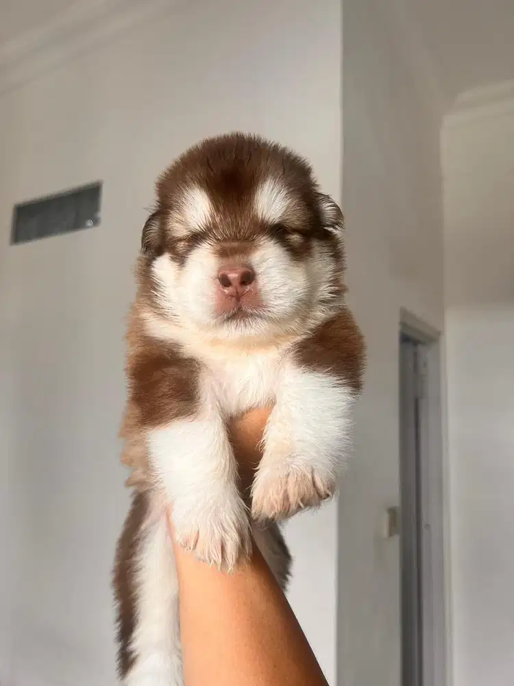 FOR SALE RED ALASKAN MALAMUTE
