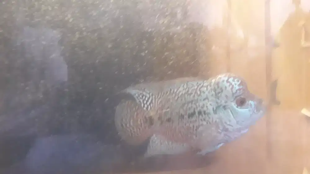 Ikan Louhan Kamfa Mata putih