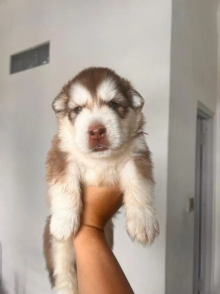 FOR SALE RED ALASKAN MALAMUTE