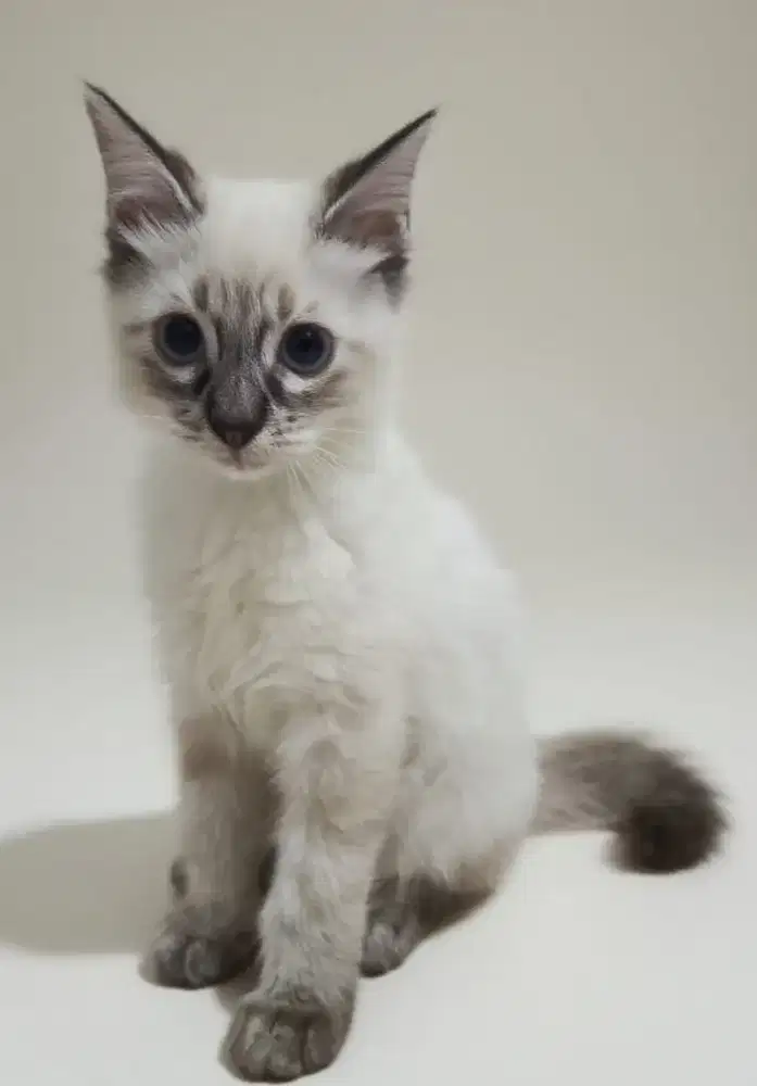 Over adov anabul Persia usia 3bulan - 5bulan