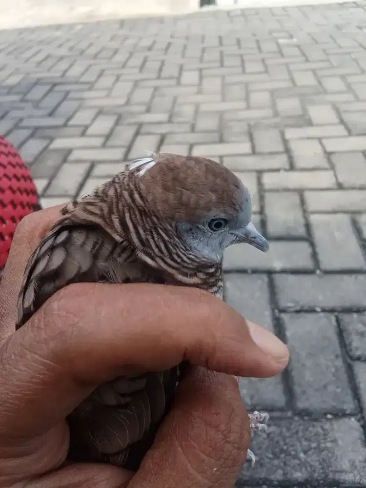 Perkutut satrio pinayungan